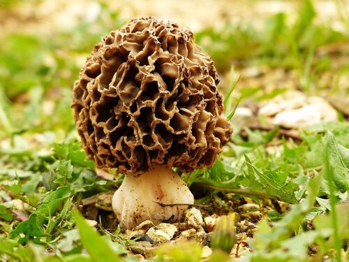 Speisemorchel im Wald: Die charakteristische braun-beige Pilzstruktur mit bienenwabenartigem Hut hebt sich vom grünen Waldboden ab.
