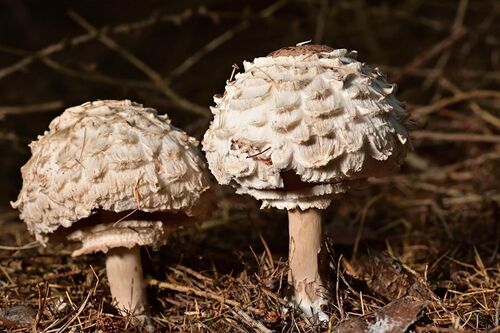 Zwei Parasol Pilze die aus der Erde im Wald ragen.
