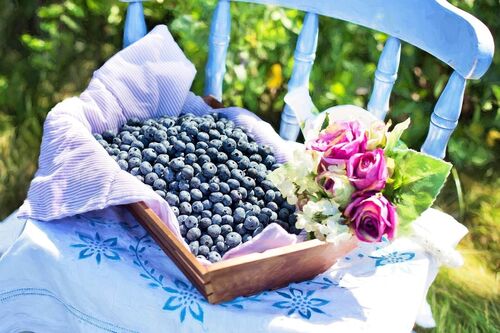 Die geernteten Blaubeeren im Wald mit voller Freude auf einen Stuhl mit Blumen schön plaziert.